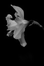 Cassidy Photography - Affodilus