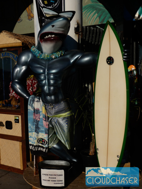 David Mallin - Shark Surfer