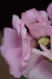 Breanna Hochstrasser - Nature photography