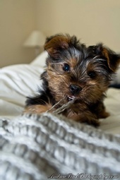 Andrew Link Photography