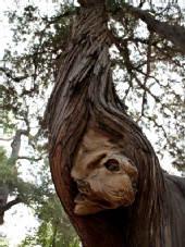 Raymond - Trying to free