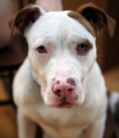 DD - My dog Jaja stole my spotlight