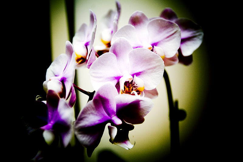 Audica Entertainment