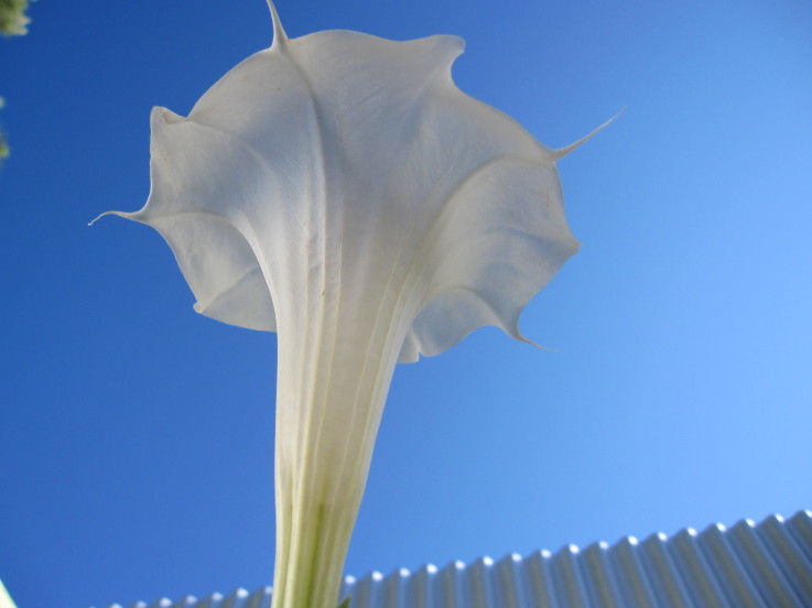 Max Gold - Datura on patio.