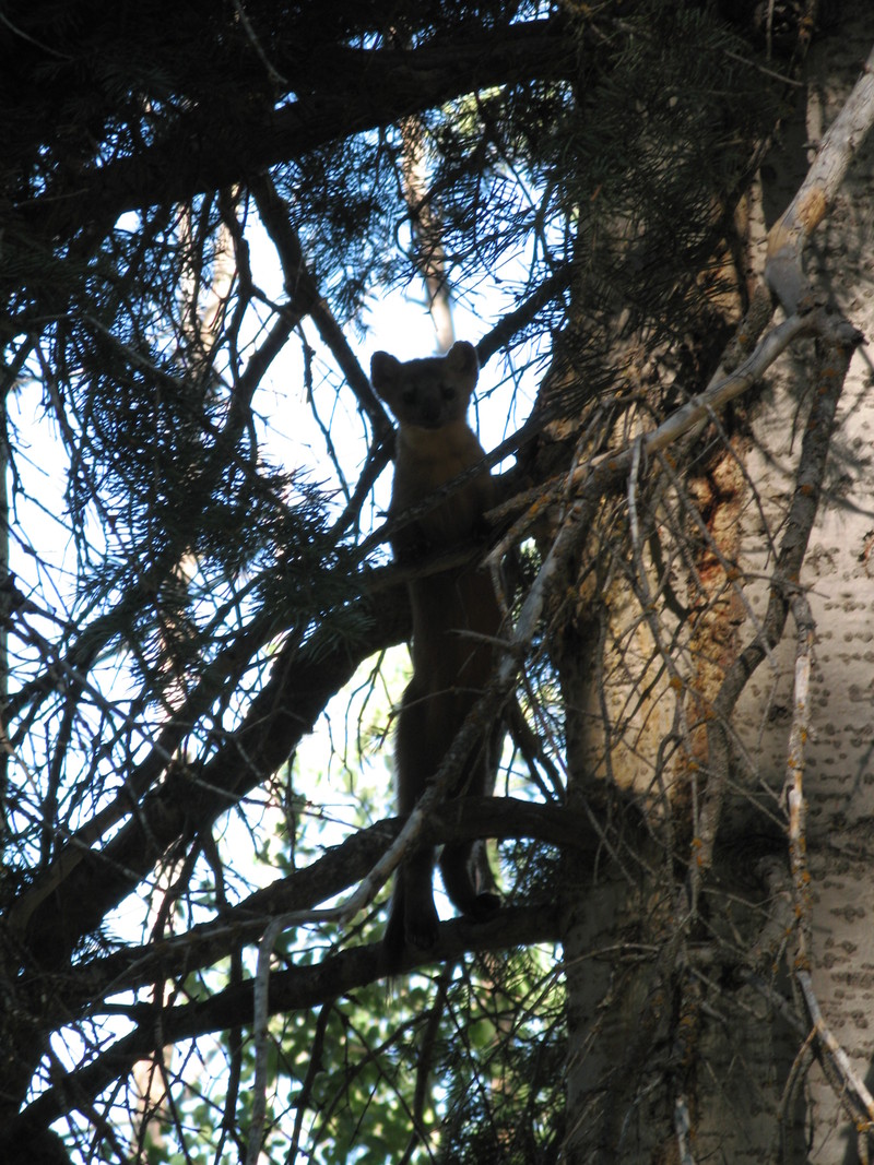 Kyle R - Pine Marten