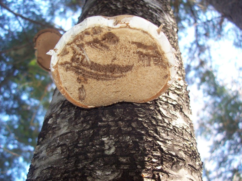 Kristine - Natural Painting