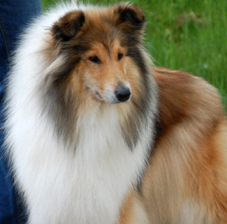 Rebecca Ruadh - Bella, my collie