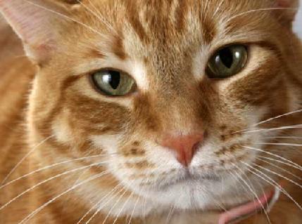 Rebecca Ruadh - Buster, my cat