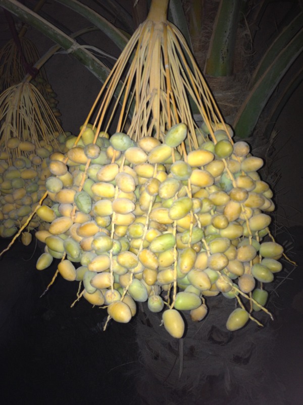 qiyezhu