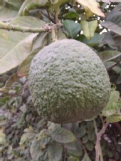 qiyezhu