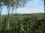 remy - padi field