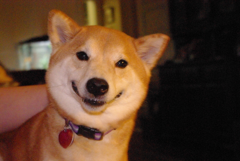Candy C - Smiling Iba the Shiba Inu