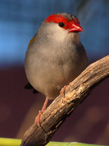 greg - Red brow finch