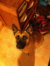 tojop - dog 2