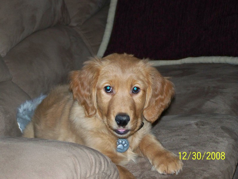 Nightbird6 - Model 2