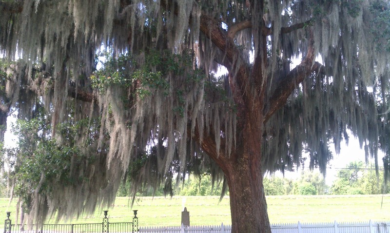 John - Live Oak