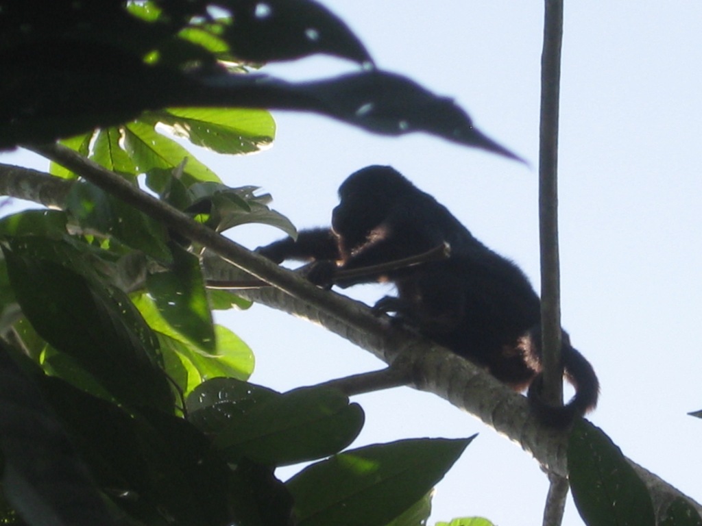 Hoppy Reed - monkey