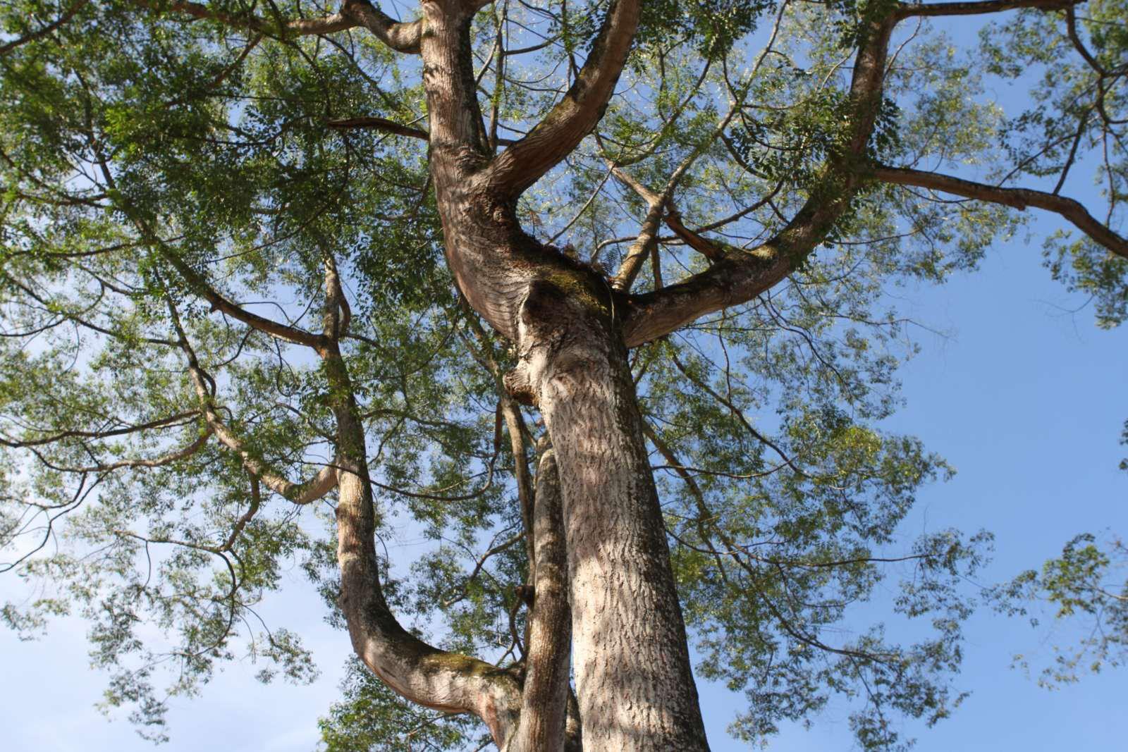 dns2k - "Pohon Ku, Pohon Mu, Nafas Kita"