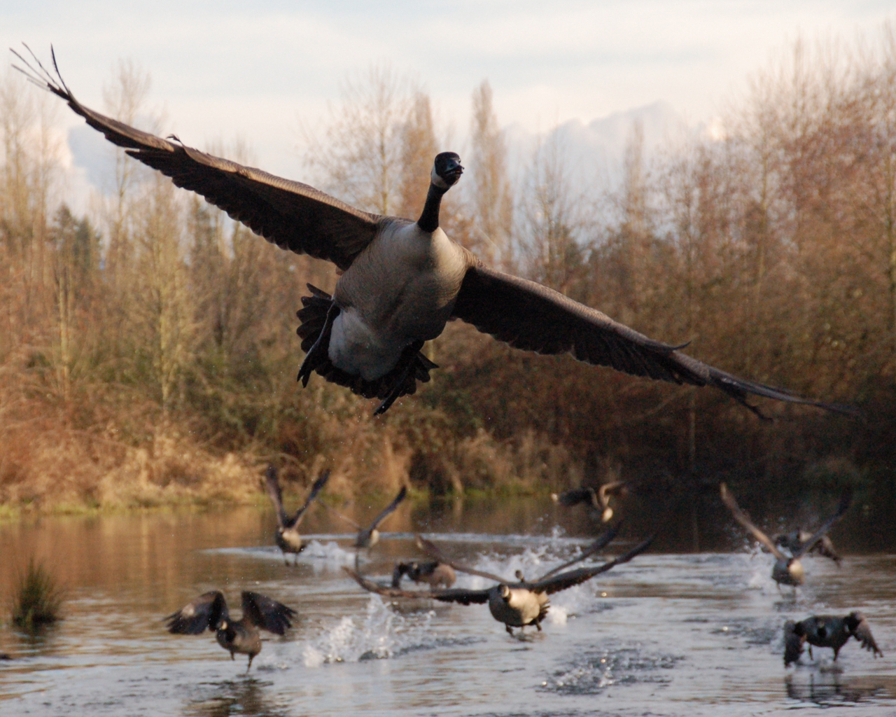 Rick Merlin - Wild Goose