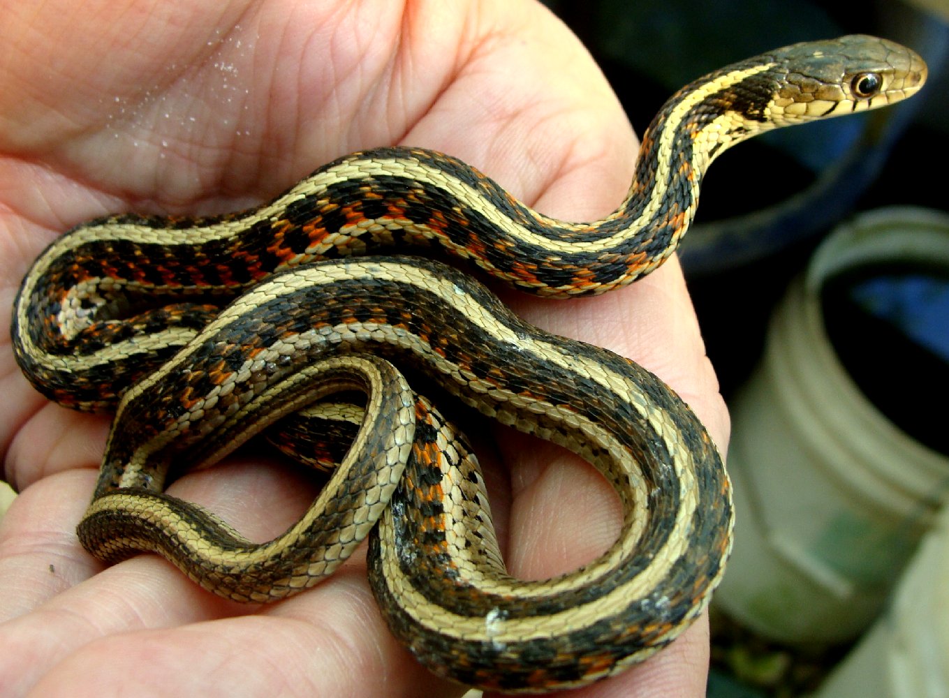 Mark Everhardt - Garter snake