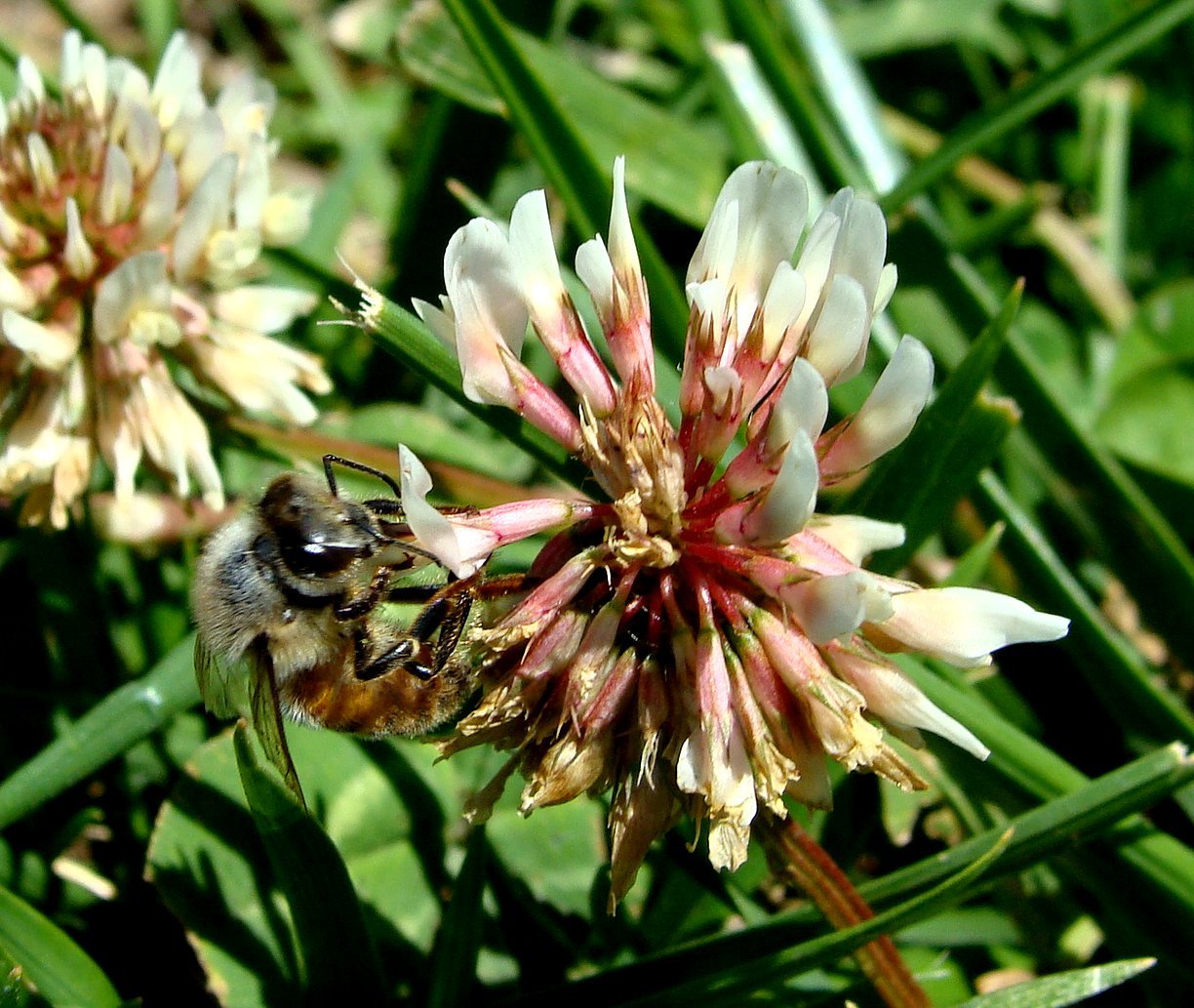 Mark Everhardt - Busy bee