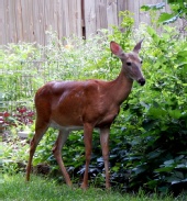 Mark Everhardt - Backyard visitor