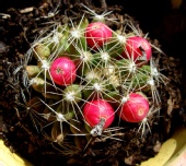 Mark Everhardt - Cactus_fruit