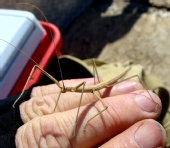 Mark Everhardt - Walking stick (insect)