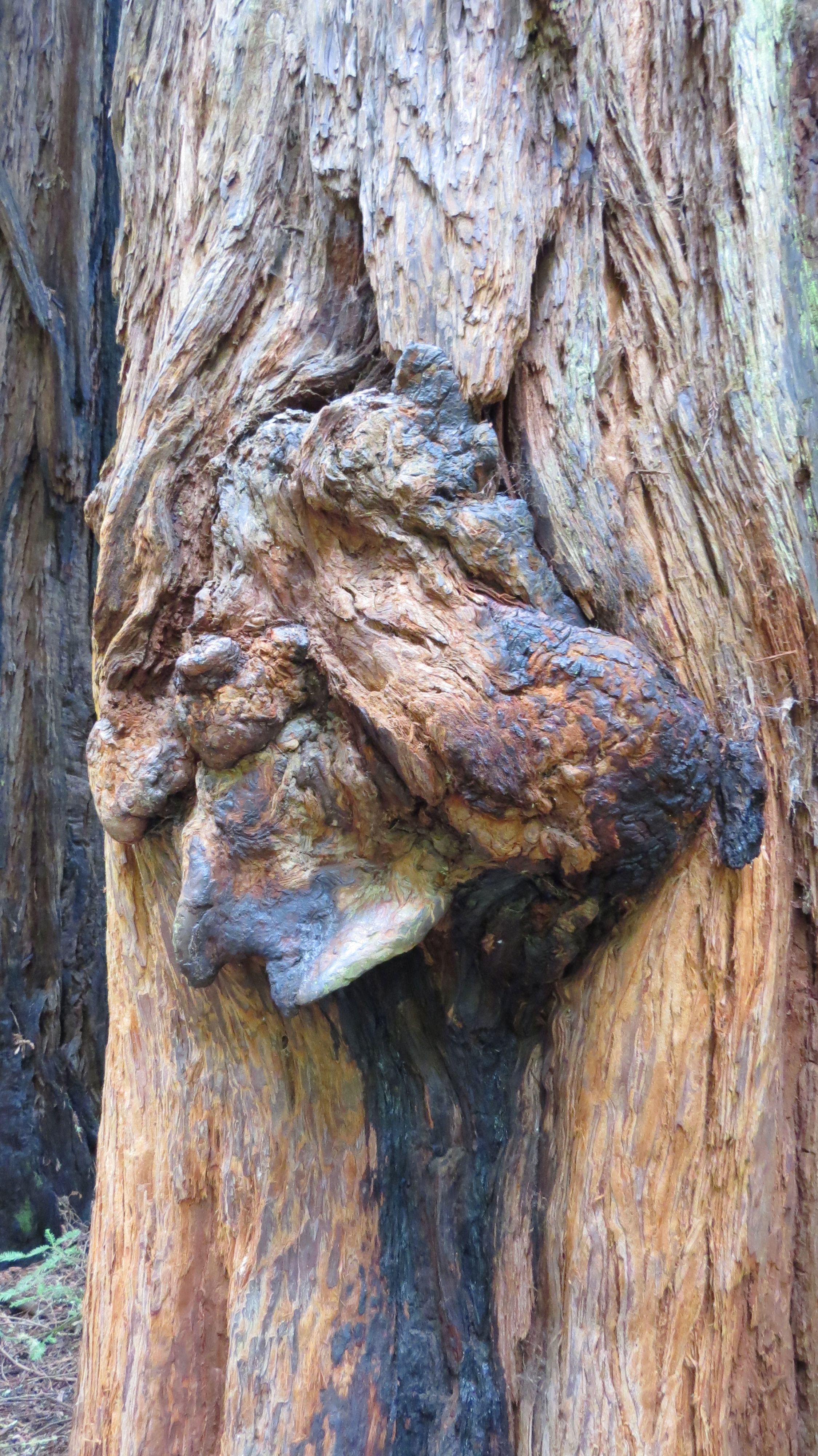 Lin - Knot