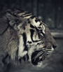 ato - Tiger