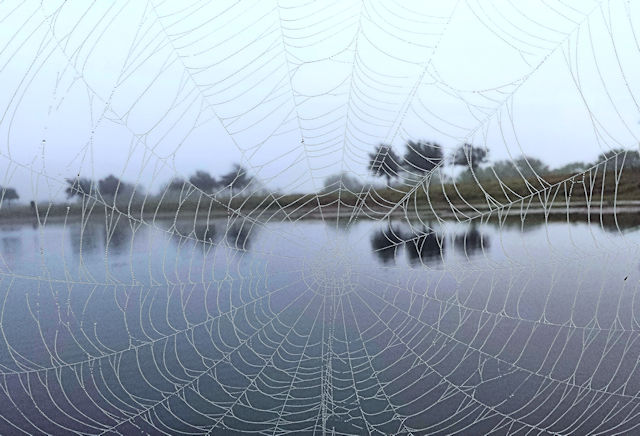 Harry Affleck  - Web of Water